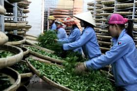 Giá chè Việt Nam rẻ nhất thế giới, xuất khẩu ngày càng giảm
